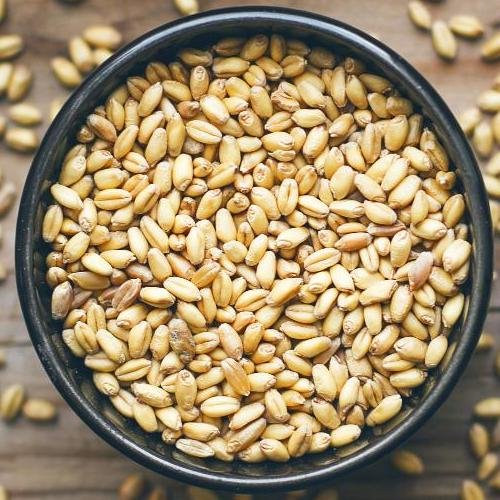 Wheat